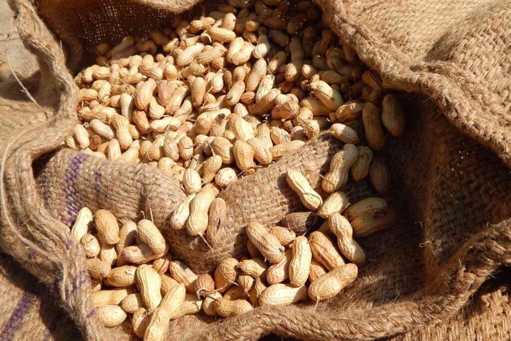 CACAHUETES frutos secos o legumbres Cacahuetes ¿Fruto secos o legumbres?