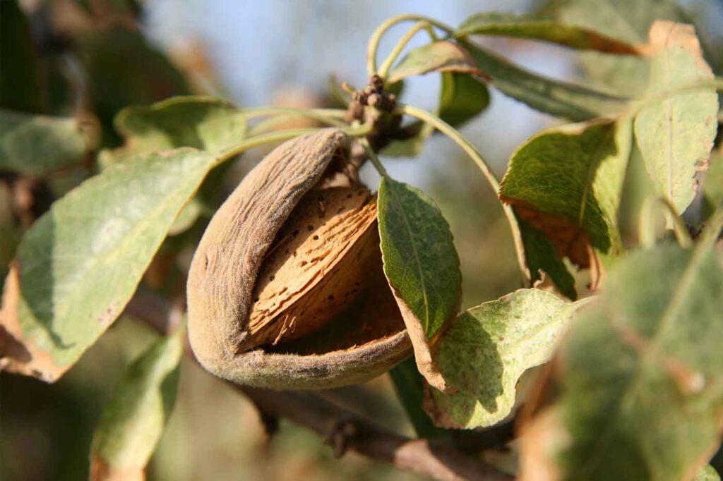 La almendra es la semilla del almendro. Foto de John Riches