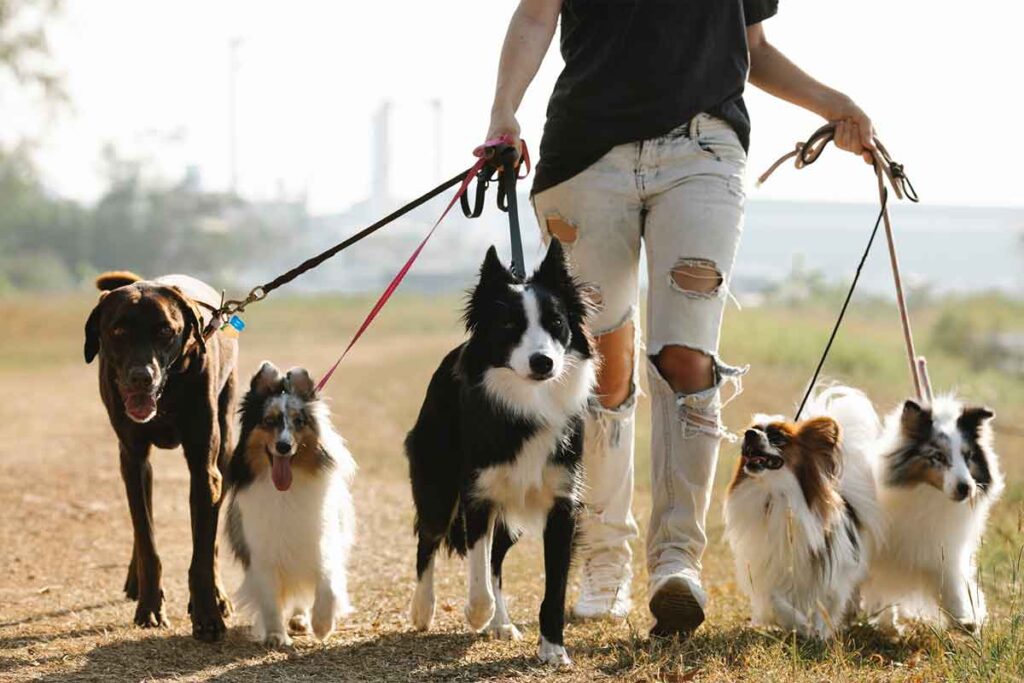 Los perros pueden comer almendras. Foto de Blue Bird