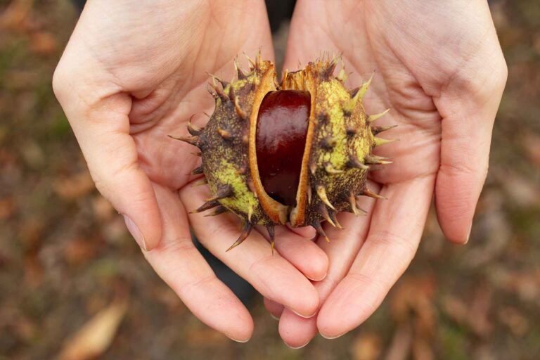 CASTANAS Frutos Secos